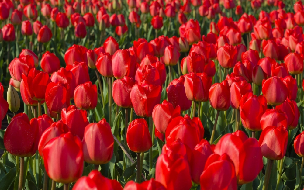 Ánh nắng làm rực rỡ ảnh hoa tulip sáng với màu sắc tươi mới