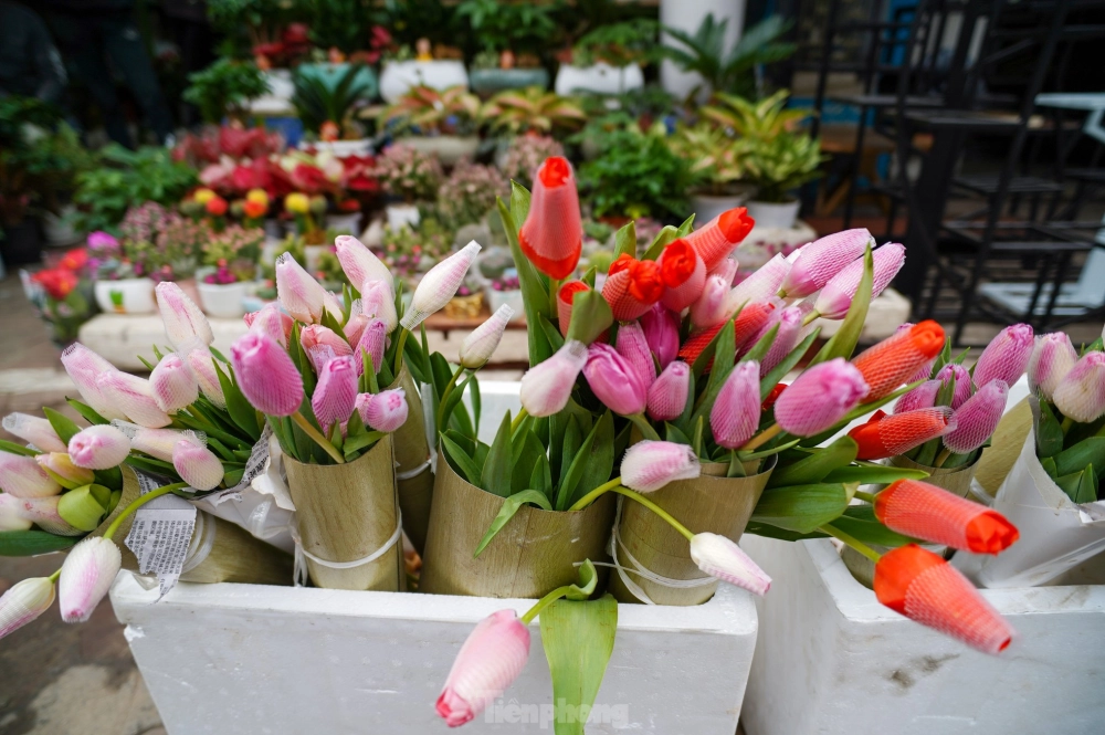 Ngắm ảnh hoa tulip chill nhẹ nhàng, thư thái giữa thiên nhiên