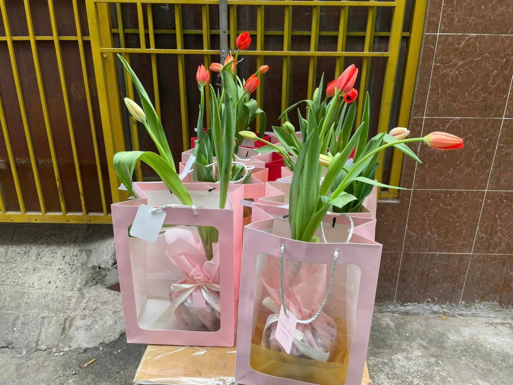 Khám phá những ảnh hoa tulip pinterest đẹp lung linh đầy nghệ thuật